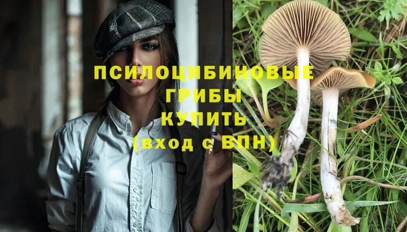 МЕГА ссылка  Гудермес  Галлюциногенные грибы Psilocybe 